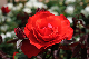 image0296