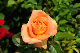 image0301