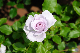image0302
