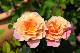 image0303