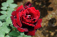 image0306