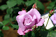 image0307