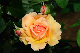 image0308