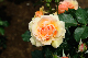 image0309