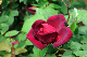 image0310