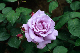image0312