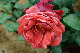 image0315