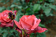 image0316
