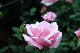 image0319