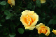 image0322