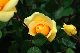 image0323