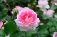 image0330