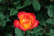 image0332