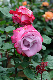 image0335