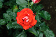 image0336