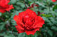 image0337