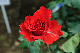 image0338