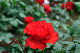 image0339