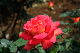 image0341