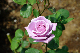 image0342
