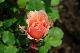 image0344