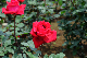 image0345