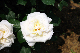 image0348