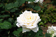 image0349
