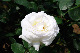 image0352