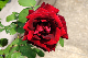 image0358