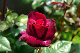 image0359