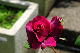 image0361