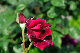 image0363