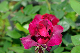 image0364