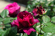 image0365