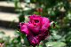 image0366