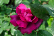image0367