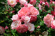 image0368