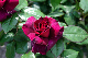 image0369