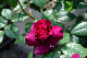 image0370
