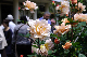 image0375