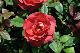 image0377