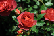 image0379