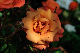 image0380