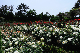 image0387