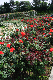 image0388