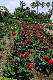 image0389