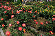 image0391