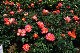 image0393