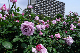 image0403